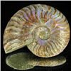 Image 1 : 235ct Opalized Ammonite (MIN-002103)