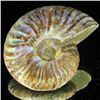 Image 2 : 235ct Opalized Ammonite (MIN-002103)