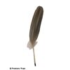Image 1 : Harry Potter Feather