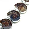 Image 1 : Ammonite Bracelet