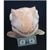 Image 2 : DINOSAUR RAPTOR FULL HEAD UNUSED LATEX MASK HORROR PROP