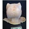 Image 5 : DINOSAUR RAPTOR FULL HEAD UNUSED LATEX MASK HORROR PROP