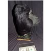 Image 3 : DISNEY FEMALE GORILLA APE VINTAGE ANIMATRONIC ANIMAL HEAD PROP KING KONG