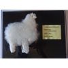 Image 1 : TEAM AMERICA SCREEN USED MINIATURE LLAMA