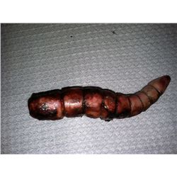 HELLRAISER 2 & 3 SCREEN USED COMMUNION WORM