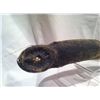 Image 2 : HELLRAISER HELLSEEKER SCREEN USED & MATCHED CENOBITE EEL