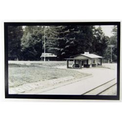 3140 - FOREST PHOTO APPROX 4.5 X6"