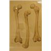 Image 1 : Cecil Whitstance, five anatomical drawings, 54 x 35 cm (5)...