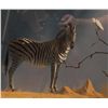 Image 4 : ORIGINAL KIM DONALDSON OIL PAINTING OF ZEBRA