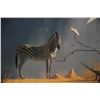 Image 7 : ORIGINAL KIM DONALDSON OIL PAINTING OF ZEBRA