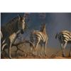 Image 9 : ORIGINAL KIM DONALDSON OIL PAINTING OF ZEBRA