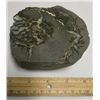 Image 1 : Nautiloid Shell Fossil - Partial Specimen