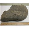 Image 1 : Dinosaur Coprolite w/Undigested Object