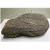 Image 2 : Dinosaur Coprolite w/Undigested Object