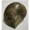 Image 2 : Nautiloid Gastropod Fossil
