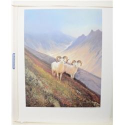 Large Michael Coleman color print entitled  “Old Timers”  showing two mountain sheep,  approx. 23-1/