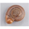 Image 1 : A wood netsuke of a snail.