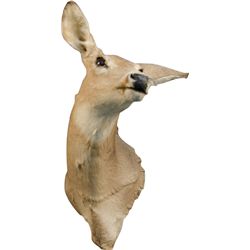 Wall Mount Taxidermy Female Deer Head