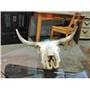 Image 1 : Sun bleached bull skull with bullet hole
