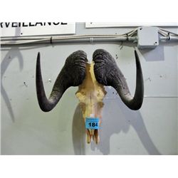 Sun bleached african animal skull