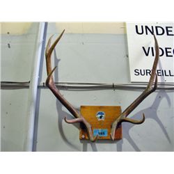 Set of mounted elk antler