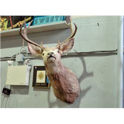 Deer head mount