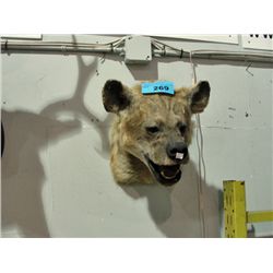 Taxidermied hyena head mount