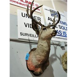Taxidermied deer head mount