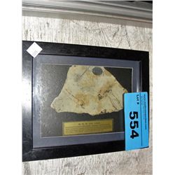 Framed prehistoric fossil found in china