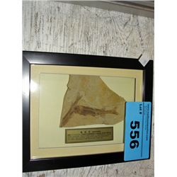 Framed prehistoric fossil found in china