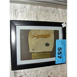 Framed prehistoric fossil found in china