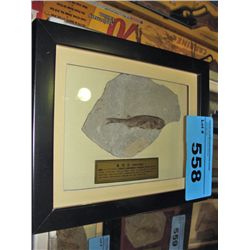 Framed prehistoric fossil found in china