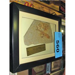 Framed prehistoric fossil found in china