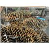 Image 1 : collection of enormous pine cones