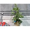 Image 1 : Approx 5F tall artificial tropical plant