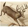 Image 3 : Edd Hayes Life Size Deer Bronze Sculpture