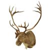 Image 2 : Caribou Shoulder Mount