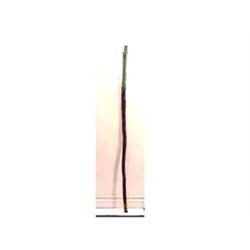 Folk & Outsider Art JR. Lewis, ALLIGATOR, a 54", hand carved and painted walking stick, signed an...