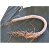 Image 1 : Riding Quirt 3' Long