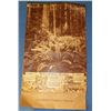 1937 Hammond Lumber Company Calendar Great pictures all in Black & White of the Redwood