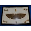 Image 1 : 10-Points & Hide Scrapper Hyde Scrapper is approx. 8 3/4" x 2 1/2" all in glass Display Box