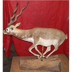 Mounted Life Size Kudus