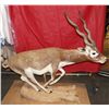 Image 3 : Mounted Life Size Kudus