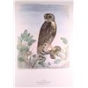 Image 8 : BIRDS OF THE PACIFIC SLOPE. No. "C" of 425.
