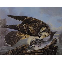 Richard Dunscombe Parker (c.1805-1881) - BIRDS OF IRELAND PAINTINGS BY RICHARD DUNSCOMBE PARKER