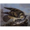 Image 1 : Richard Dunscombe Parker (c.1805-1881) - BIRDS OF IRELAND PAINTINGS BY RICHARD DUNSCOMBE PARKER
