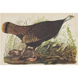 John James Audubon Circa 1946 WILD TURKEY MATTED PRINT