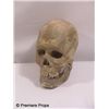 Disneyland / Adventureland Skull