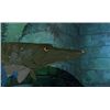 Image 2 : The Sword In The Stone Pike Original Prod Drawing