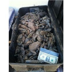 MAGNOLIA 65 POUND CASE OF FROGS SCREEN USED